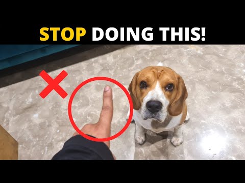 Video: 3 paprasti būdai, kaip išlaikyti savo „Beagle“dantis