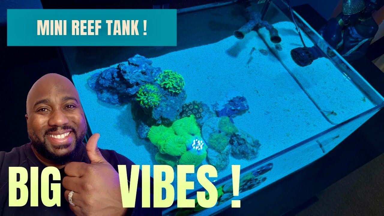 Mini Reef Tank, Big Vibes | 6 Gallon Pico Reef
