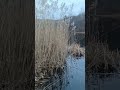 New Year Announcement Reconnoitering Crayfish Areas in Sterling Forest NY State Park.