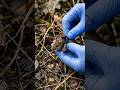 Inside a Mouse Burrow Micro Camera POV Adventure || Hidden Earth POV