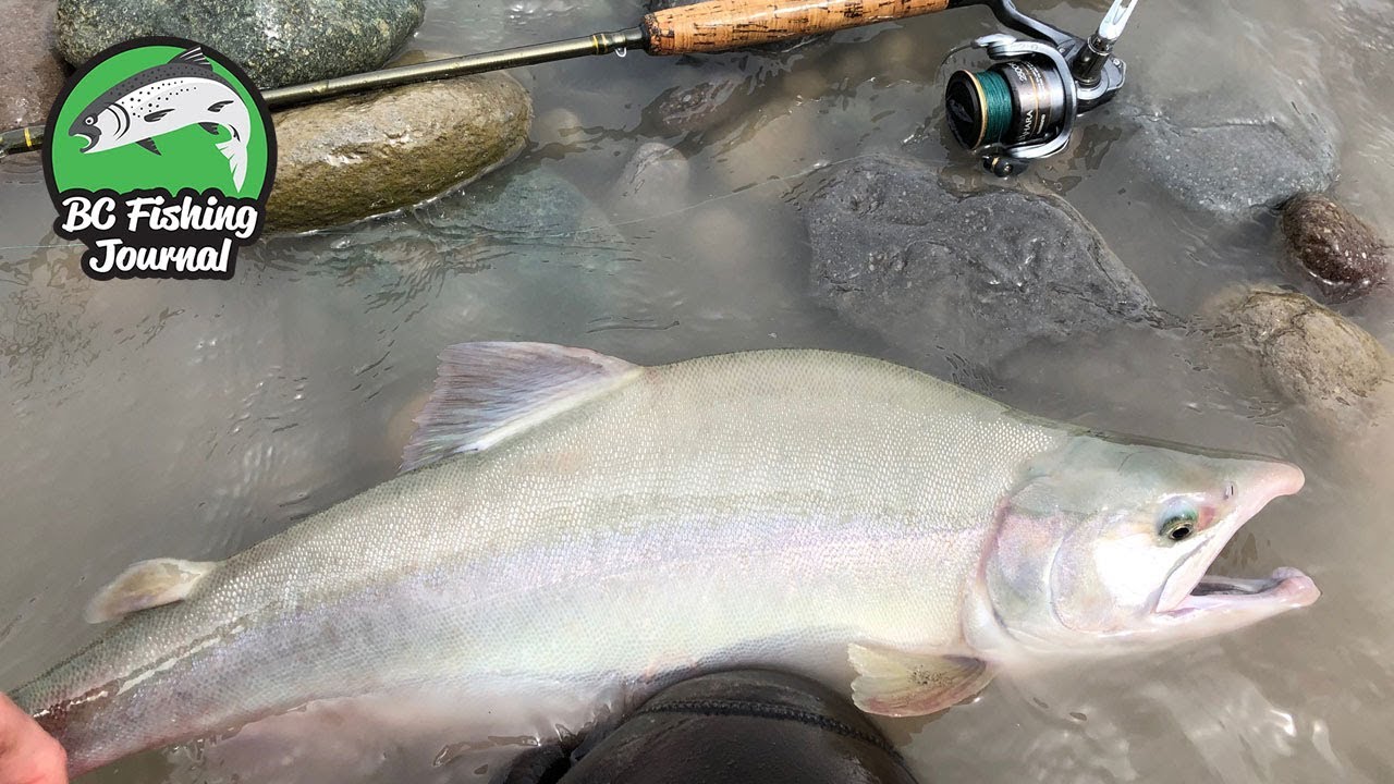 Squamish River & Tributaries - BC Fishing Journal