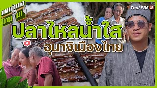 ปลาไหลน้ำใส อุนางิเมืองไทย | มหาอำนาจบ้านนา