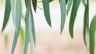 Ayurveda Herbal Bath Water In Tamil Health Benefits Bath Siddha Bath Streem Both In Tamil