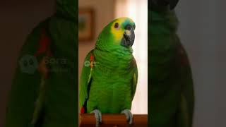 Abuela le pide al loro que hable… y la respuesta es EPICAAAA#funny #parati #viral #pets #loro