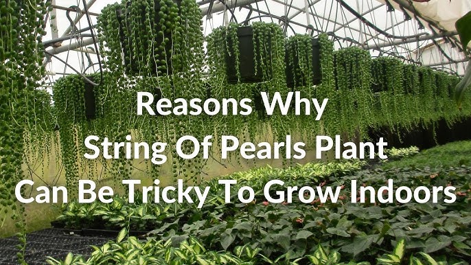 How to Grow String of Pearls Indoors or Outdoors - Dengarden