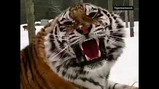 coldest siberian tiger roar