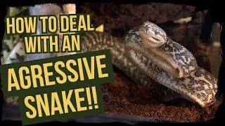 Famous HOW TO DEAL W. AN AGGRESSIVE SNAKE (feat. Jodie) Net Worth