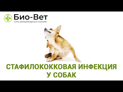 Стафилококковая  инфекция у собак. Ветеринарная клиника Био-Вет.