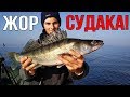 Попали на ЖОР КРУПНОГО СУДАКА | ЛОВЛЯ СУДАКА ОСЕНЬЮ на ДЖИГ | РЫБАЛКА на СУДАКА в ОКТЯБРЕ 2019