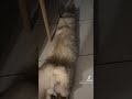 هيا طر ياغرادايزر Reels قطط Cat Instagramstories Cats قطتي اكسبلور هيا طر ياغرادايزر Reels قطط Cat Instagramstories Cats قطتي اكسبلور