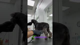 How to grooming schnauzer #dog #pomeraniangrooming #doglove #poms #pets #groomingtime #puppy #dog