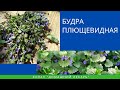 Растение для легких, почек и печени. Будра плющевидная - Домашний лекарь - выпуск №323