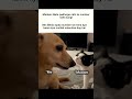 Valentine Memes Popular Viral Funnymemes Tweetreels Valentine Teacher Dogeshmemes
