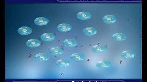 Monoclonal antibody manufacturing