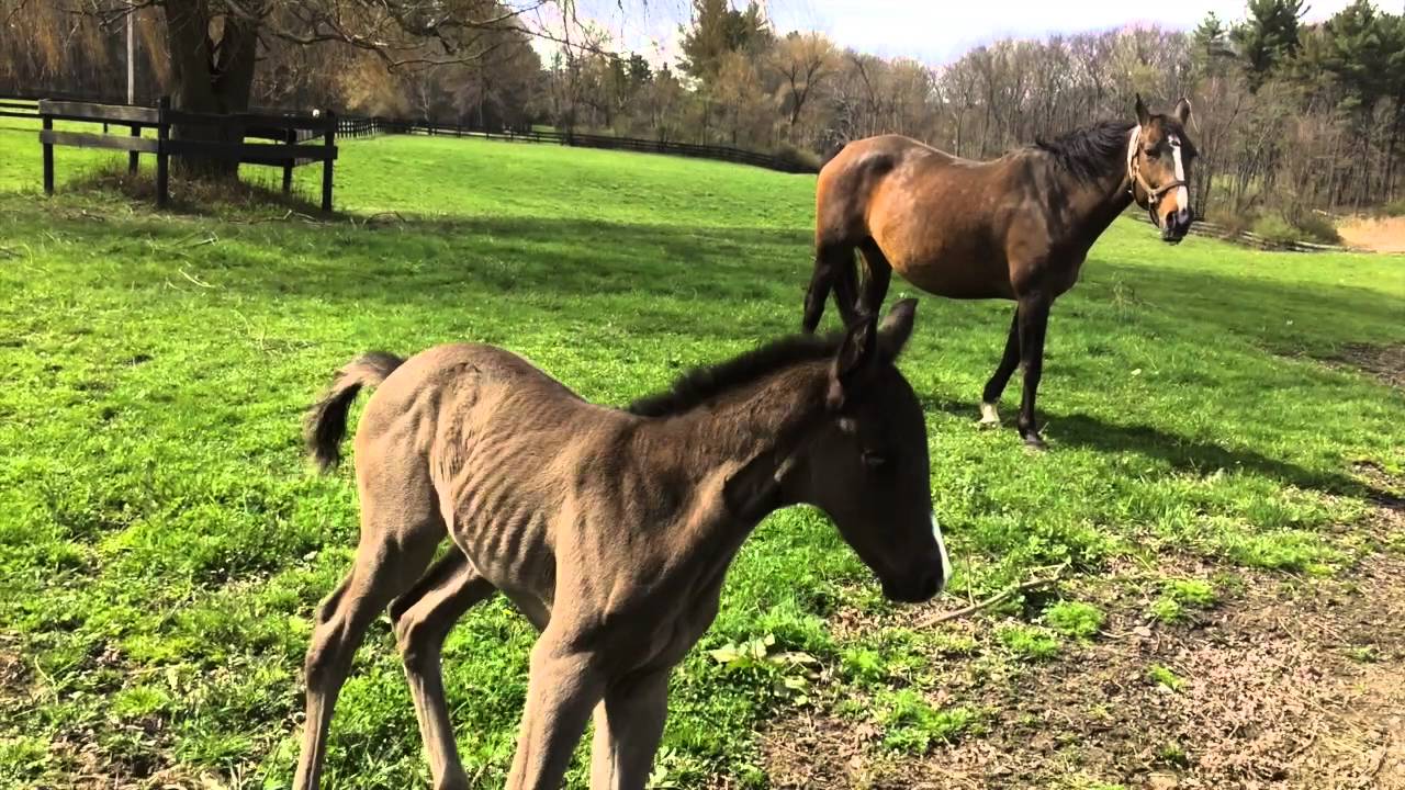 cornell university college of veterinary medicine ranking Sunsett 16 video 1 1