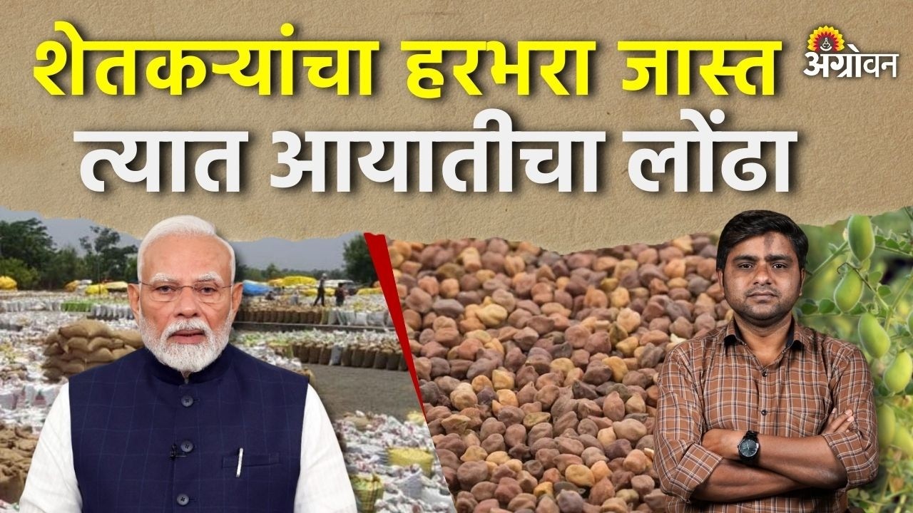 Chana Import: हरभरा आयातीमुळे उत्पादकांची यंदा वाट लागणार का ? | Agrowon