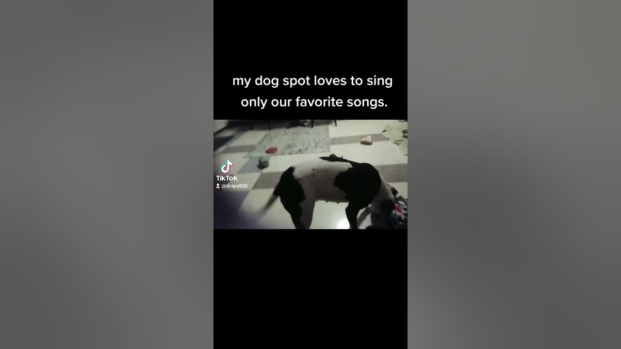 Watch my dog spot sing YouTube