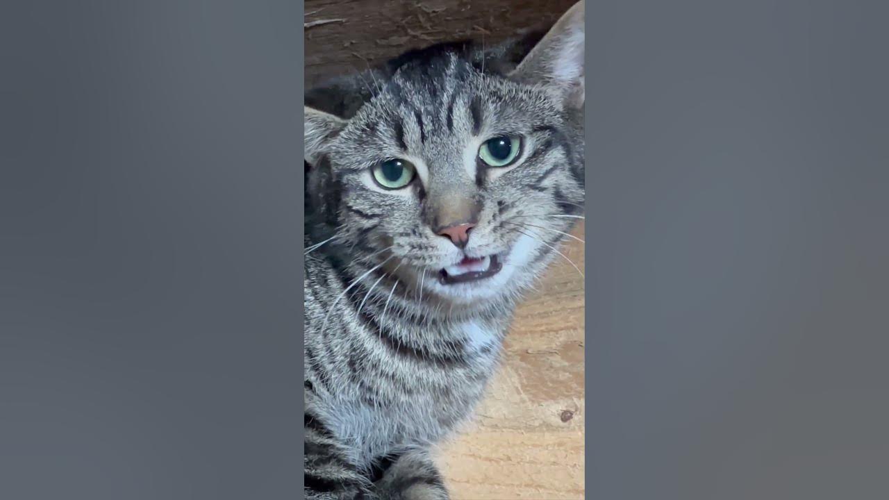 Can These Feral Barn Cats Be Tamed shorts YouTube can-these-feral-barn-cats-be-tamed-shorts-youtube