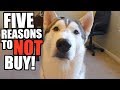 5 Reasons You SHOULD NOT Buy A Husky!