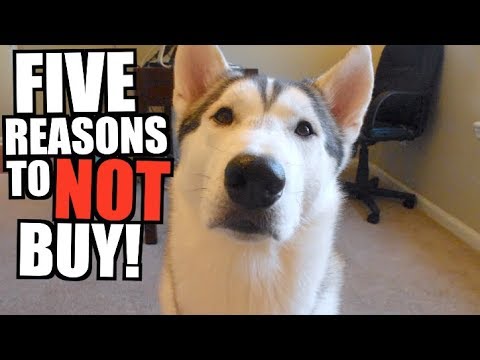 buy a husky