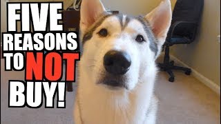 5 Reasons You SHOULD NOT Buy A Husky!