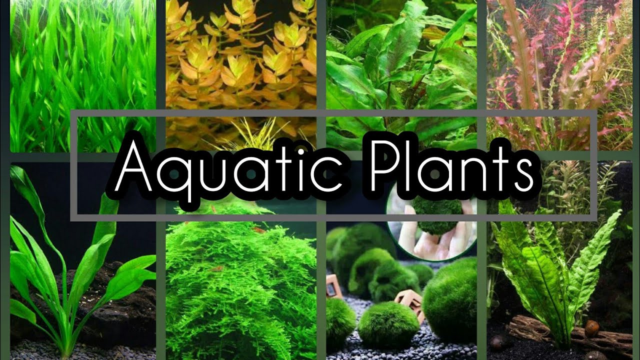 Types of Aquatic Plants For Your Aquarium Easy Aquatic Plants for
