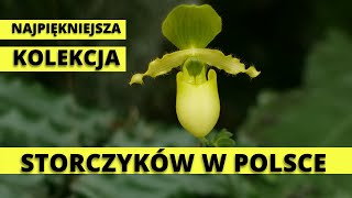 Najpiękniejsza kolekcja STORCZYKÓW w Polsce. Storczykarnia w Łańcucie