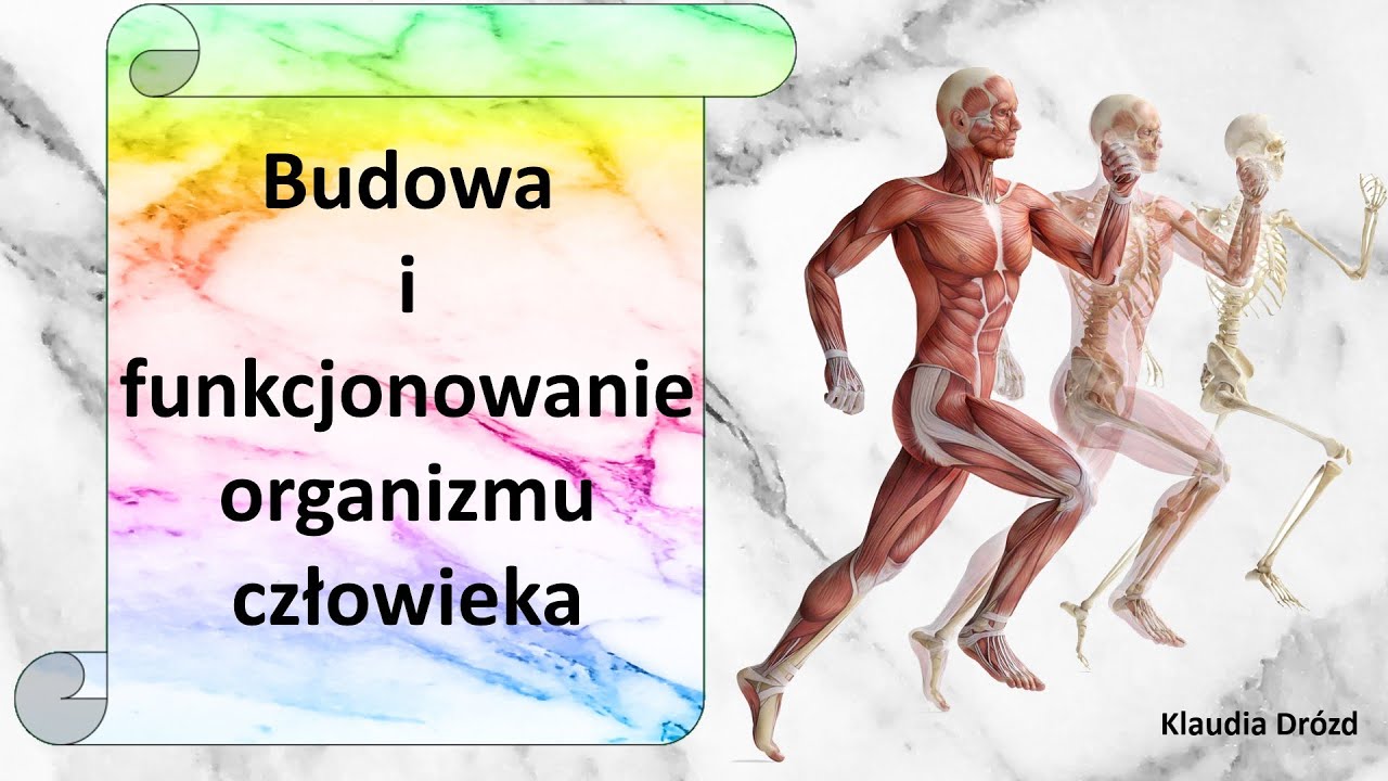 Organizm Czlowieka Skora Powloka Organizmu Sprawdzian Budowa i funkcjonowanie organizmu człowieka (w skrócie) - prezentacja multimedialna - YouTube