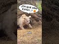 Los Animales Más Hábiles Del Mundo OSOS! 🐻🌟🥰