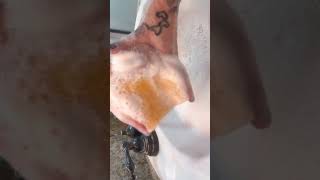 All pine products sponge squeezes #oddlysatisfying #asmr #relxing #cleantok #satisfying