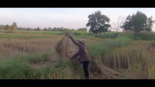 Harvesting rice in ISAN