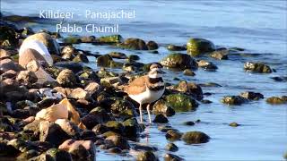 Killdeer birding guatemala pablo chumil red