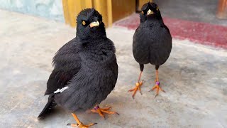 Starling birds are hungry, go home and ask the master to serve dinner, and the two have become sperm