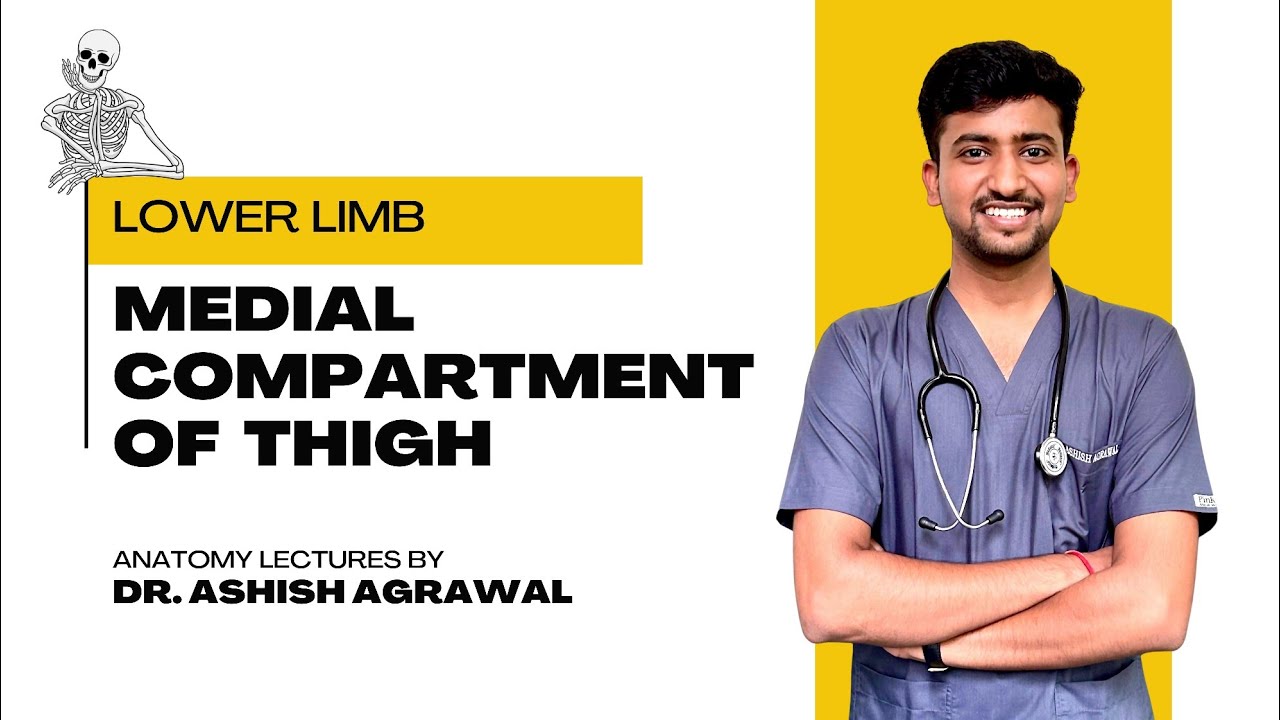 Медиальный отдел бедра || Анатомия нижних конечностей || Первый год обучения по программе MBBS ||...