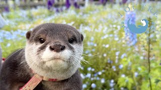 An Idle Otter Showing Various Expressions