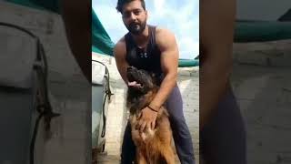 Long Coat German Shepherd Hunter