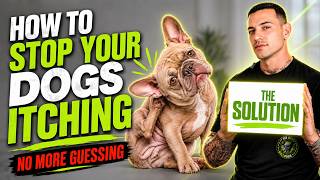 The REAL Reason Your Dogs Itching and Scratching