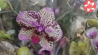 Обзор орхидей в магазине Твой Дом метро Мякинино город Москва