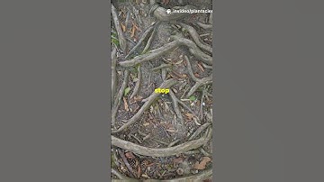 Plants & Sugar  Mind Blowing Secrets #sciencefather #plantbiology #facts #plants #plantscience