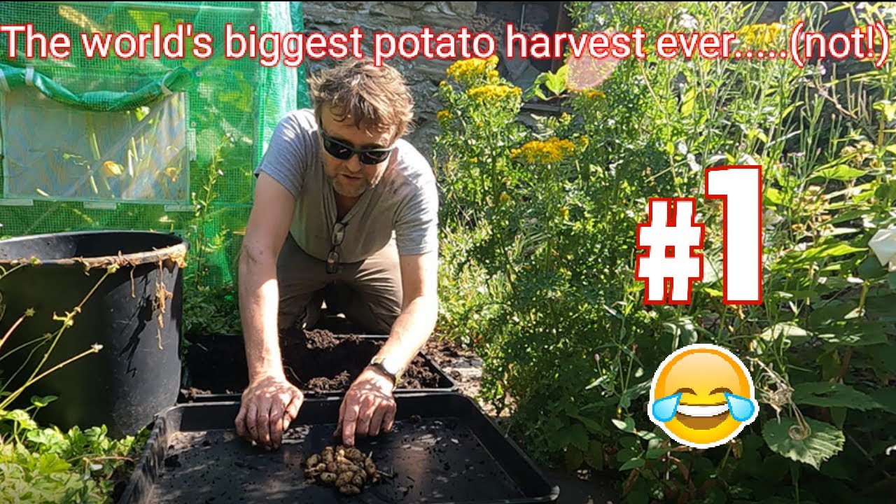 Allotment Diary : Polytunnel Greenhouse Tour & Potato Reveal