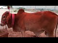 This GUY Almost Killed My Cow ! Karachi Cow Mandi Stories 2020