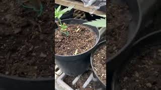 Uk outside auto flowers week6