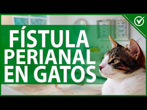 🐱 Fístula Perianal en Gatos: Causas, Síntomas, Tratamiento y Cuidados Especiales 🙀