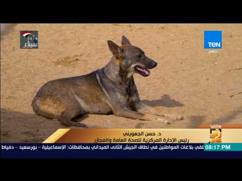 رأي عام الزراعة انتشار الكلاب الضالة سببه عادات المواطنين السيئة