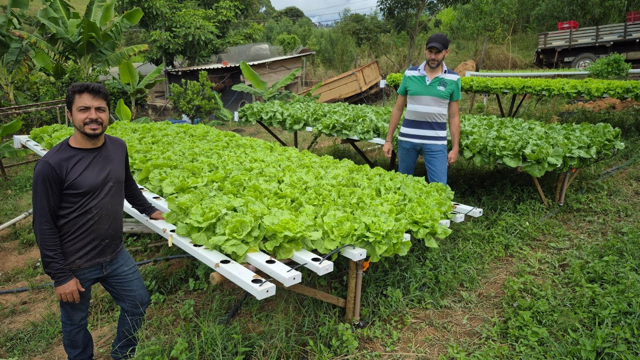 Coisa  mais linda  Hidroponia do meu amigo  Marcelo