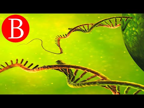 Video: ¿Cómo se distingue el ARN del ADN?