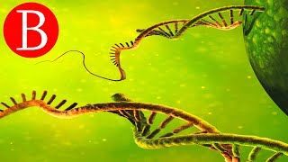 Diferencias entre ADN y ARN | Biología Desde Cero