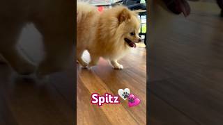 Spitz 🐾 #funnyvideo #spitz #dog #doglife #doglover #spitz_dog #youtube #fun #trand #dogs #doglovers
