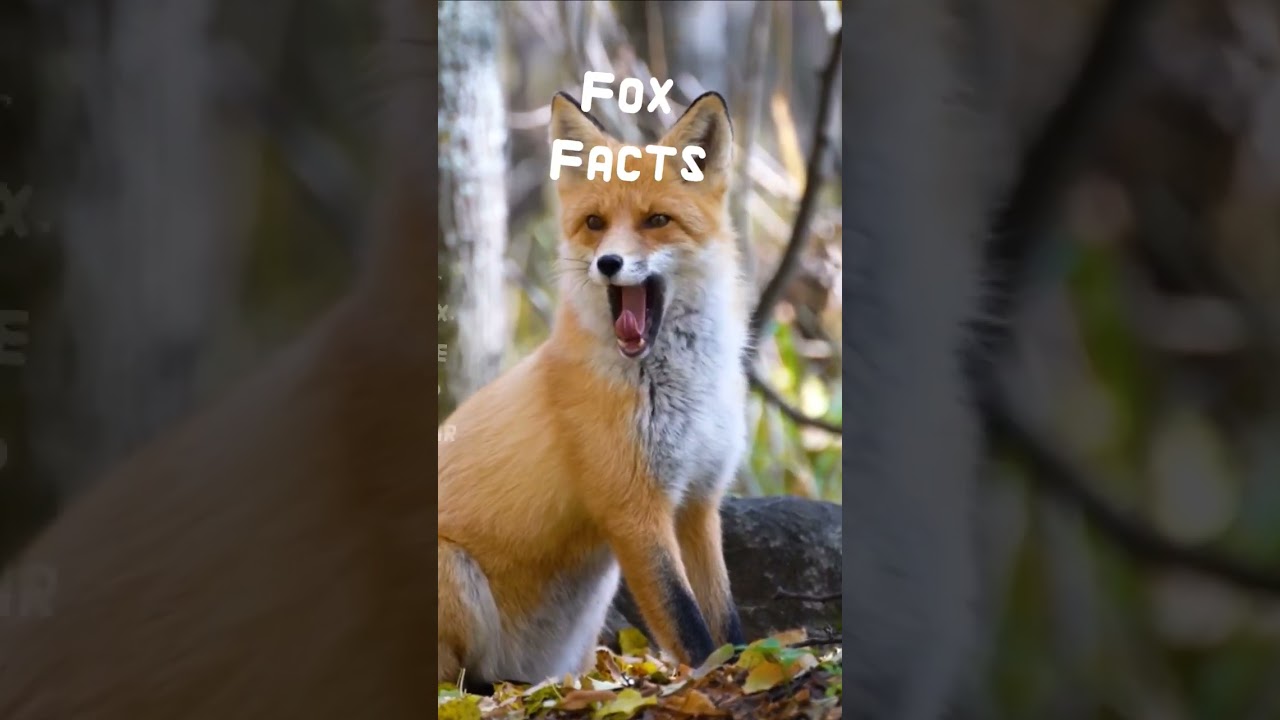 Clever, Cunning and Oh-So-Charming 