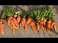 Cosechando últimas zanahorias